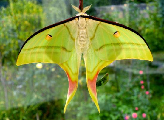 Actias Celene