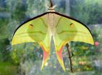 Actias Celene