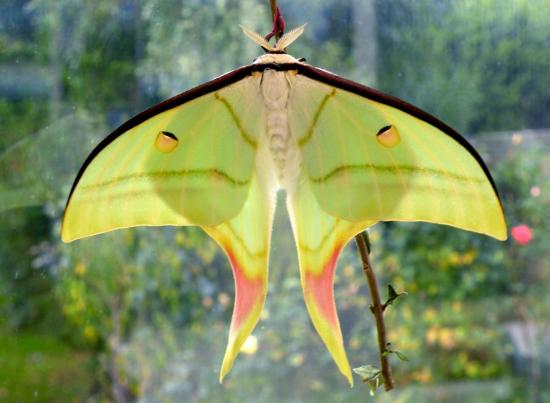 Actias Celene