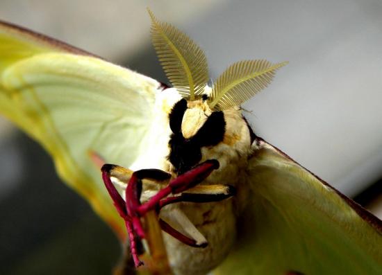 Actias Celene