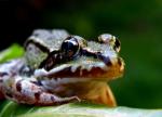 Rana Lessonae