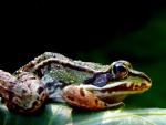Rana Lessonae