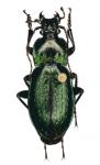 Archicarabus Nemoralis Lamadridae
