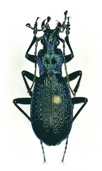 Chatocarabus Intricatus
