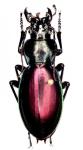 Lamprostus Erenleriensis