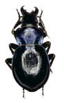 Callisthenes Kuschakevitchi