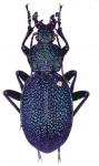 Procerus Sommeri Estegeicus
