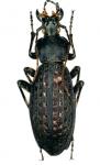 Apotomopterus Grossefoveatus Annikae