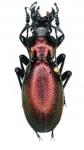 Lamprostus Robustus Pseudorobustus
