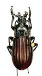Aulonocarabus Canaliculatus