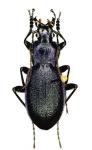Mesocarabus Problematicus Solutus