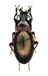 Archicarabus Nemoralis