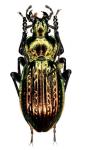 Carabus Ullrichi Ullrichi