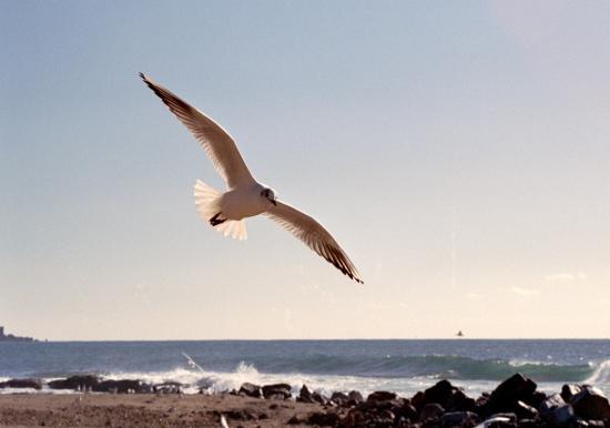 Mouette rieuse