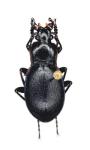 Tomocarabus Convexus