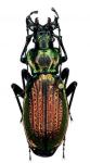 Archiplectes Starckianus