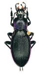 Megodontus Purpurascens Laevicostatus
