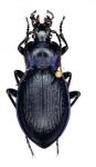 Mesocarabus Problematicus Inflatus