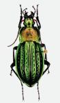 Carabus Cancellatus Dolens Aveyronensis