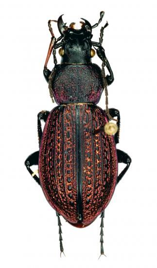 Sphodristocarabus Armeniacus Pseudoarmeniacus