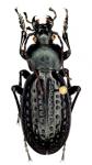 Oreocarabus Porrectangulus Ispiriacus