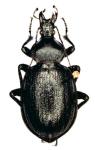 Cathoplius Stenocephalus