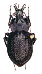 Eurycarabus Famini Piraticus