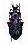 Carabus Ullrichi Fastuosus