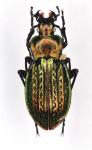 Carabus Ullrichi Ullrichi