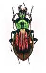 Carabus Ullrichi Arrogans
