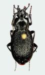 Tomocarabus Chamissonis Washingtoni