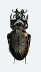 Archicarabus Alyssidotus