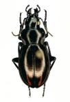 Carabophanus Gestroi