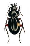 Carabophanus Gestroi
