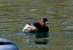 Grèbe castagneux