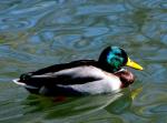 Canard colvert