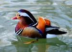 Canard mandarin