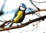 Mésange bleue