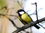Mésange charbonnière