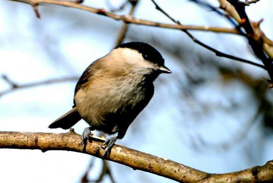 Mésange nonnette