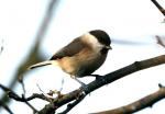 Mésange nonnette