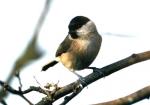 Mésange nonnette