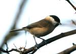 Mésange nonnette