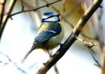 Mésange bleue