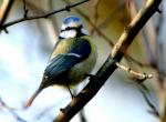 Mésange bleue