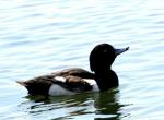 Fuligule morillon