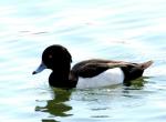 Fuligule morillon