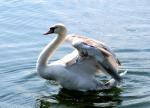 Cygne tuberculé