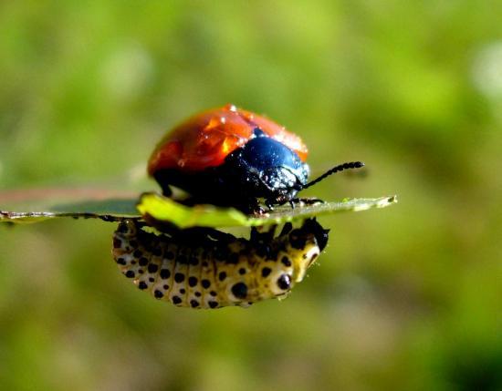 Chrysomela Populi avec sa larve