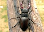 Lucanus Cervus